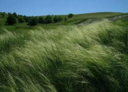 Фирма депутата облДумы Сергея Максимова повредила памятник природы под Тамбовом 