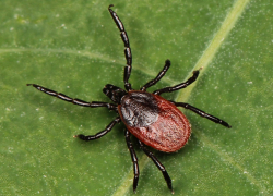 Клещи укусили более 600 тамбовчан