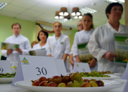 Мичуринские учёные презентовали 18 новых гибридов крыжовника