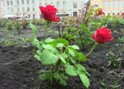 Самый большой розарий в Тамбове устроят в сквере Зои Космодемьянской