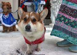 В Тамбове в собачий холод прошёл собачий «Пушистый карнавал»