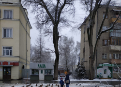 Дикие утки вернулись в город - к зиме?