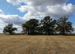 Ещё один тамбовский дуб может получить статус памятника живой природы