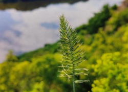 Погода в регионе: дождливо и тепло