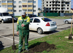 В новых микрорайонах на севере Тамбова высадили пятилетние деревья