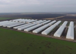 Депутаты Тамбовской облдумы выразили озабоченность ситуацией на Токарёвской птицефабрике