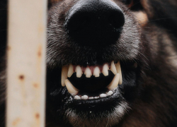 В Тамбове с городской администрации взыскали 15 тысяч рублей за укус собаки 