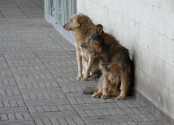 Следователи проверят ситуацию с отловом бездомных собак в Тамбове
