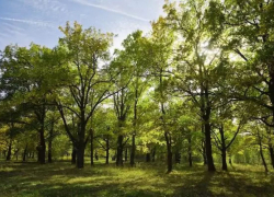 Власти Тамбова озеленят город деревьями и кустарниками на более чем 1 миллион рублей