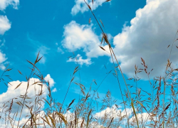 Тамбовскую область накроет аномальная жара 