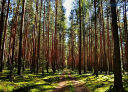 С сегодняшнего дня в регионе действует 5 уровень пожарной опасности