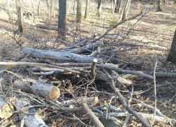 Старые деревья на одном из кладбищ региона спилили только после обращения в прокуратуру