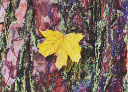 В ближайшие три дня синоптики обещают тамбовчанам дожди