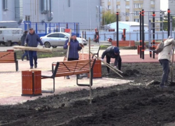 В новом сквере на улице Киквидзе украли недавно высаженные кустарники