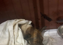 В приюте под Тамбовом спасли покрытую битумом собаку