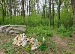 Власти Тамбова подтвердили массовую вырубку деревьев в Пригородном лесу