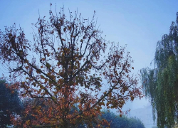 Выходные в Тамбовской области начнутся с тумана