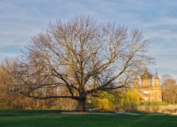 Тамбовчанка победила во всероссийском конкурсе с фото старого ясеня в усадьбе Войковых-Поленовых