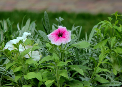 Парк культуры Тамбова открыл сезон Фестивалем цветов