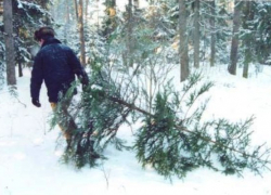 Пеньки от свежесрубленных елок были обнаружены в Тамбовском районе.