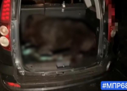 В Рассказовском округе задержали браконьеров, подстреливших трёх косуль