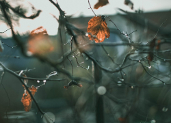 В Тамбовской области продолжатся осенние дожди