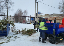 В Тамбове 80 кубометров новогодних ёлок превратились в 12 кубометров щепок