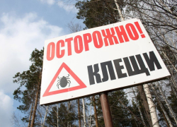 В Тамбовской области появились первые жертвы клещей