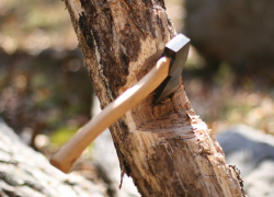 Чиновники тамбовского управления лесами ответят за незаконную вырубку леса