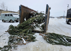В Тамбове собрали больше 100 кубометров новогодних ёлок для ипподрома