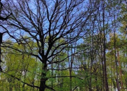 Погода в регионе: ночные заморозки и «майское» похолодание 