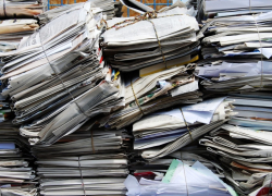 Тамбовчанам предлагают сдать макулатуру для помощи бездомным собакам и кошкам