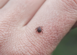 Почти 100 тамбовчан покусали клещи за прошлую неделю