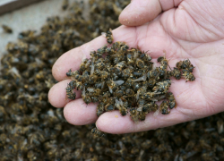 У «Агро Висты» отсудили 1,6 миллиона рублей за гибель пчёл в Тамбовском районе