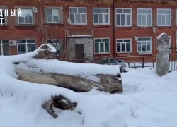 Мичуринцев беспокоит лежащее 3 года на улице дерево