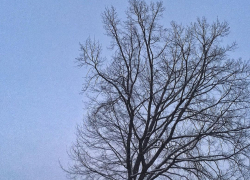 Потепление до нуля ожидается в Тамбове в первую рабочую неделю февраля