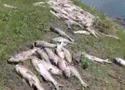 В пруду Кирсановского округа массово погибла рыба