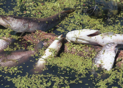 Минэкологии опровергло факт массовой гибели рыбы в Никифоровском округе