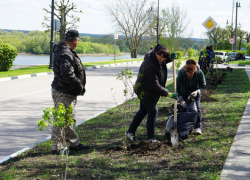 Новая аллея из сиреневых кустов появилась на тамбовской Набережной