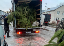 «Тамбовская сетевая компания» отправит на переработку более 400 отслуживших праздничных деревьев 