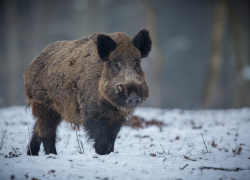 В Тамбовской области выросло поголовье диких животных