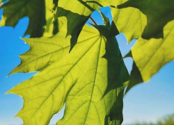 С 8 по 9 мая в Тамбовской области объявлен «оранжевый» уровень погодной опасности