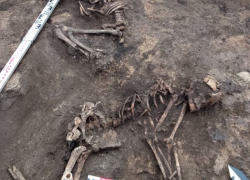 На раскопках в Петровском районе археологи обнаружили останки двух детей