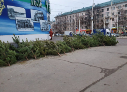 В Тамбове ликвидировали точки незаконной продажи ёлок
