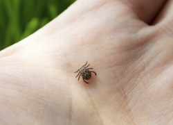 Клещи в Тамбовской области покусали уже больше 550 человек