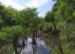 В Тамбове в 2022 году расчистят реку Студенец