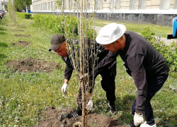 В Тамбове планируют закупить ещё 1200 крупномеров вместо спиленных ясеней