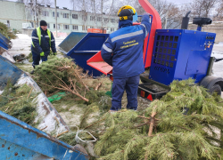Из ёлок, выброшенных тамбовчанами, сделали 8 кубометров щепы для лошадей