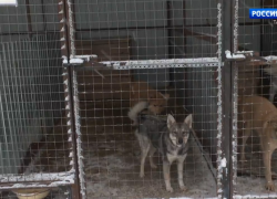 Тамбовские волонтёры передали более 50 килограммов корма для приюта “Доброе сердце”