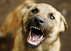 В Тамбовской области бездомная собака напала на ребёнка и порвала ему предплечья